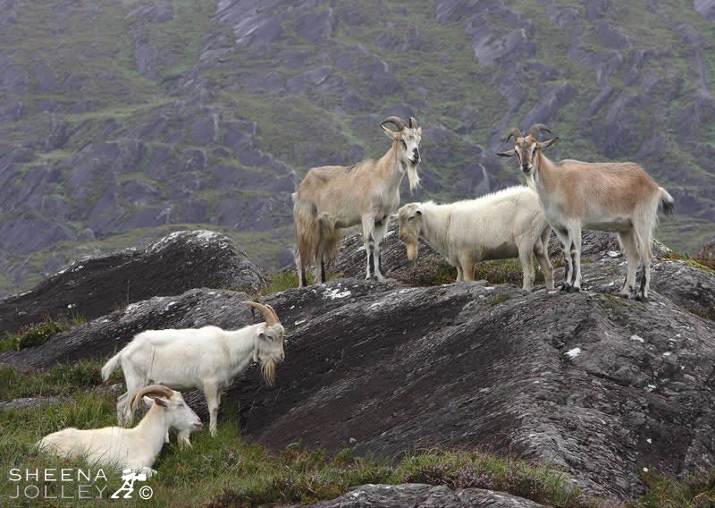 Caha mountain Goats-Sheena Jolley.jpg - Caha Mountains just beyond Glengarriff, feral goats,